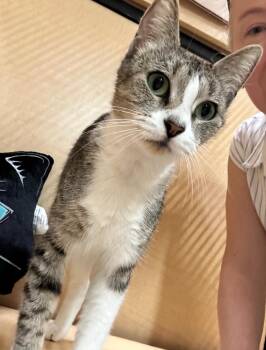 Minnie -  Tabby Cat for Adoption in San Juan Capistrano, California - Minnie | PetCurious