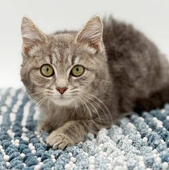 Tabby and Maine Coon Cats Available for Adoption - Allen Is Our Love!  Snugglebug!  Tiny Poof - CANNOT BE SOLO CAT! | PetCurious