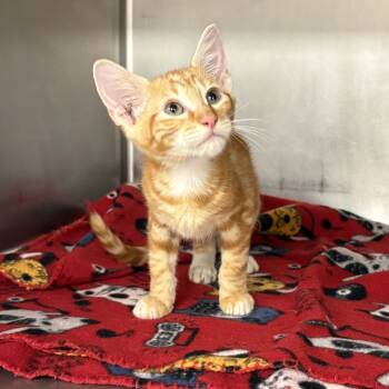 Rescue Domestic Medium Hair Cats for Adoption in Beaumont, Texas - Neteyam | PetCurious