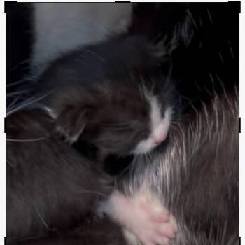 Domestic Short Hair Cats Available for Adoption in Los Angeles, California - Castor | PetCurious