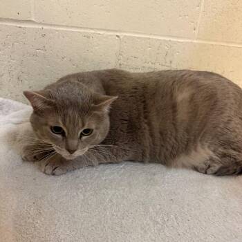 Tsuki -  Domestic Short Hair Cat for Adoption in Buellton, California - Tsuki | PetCurious