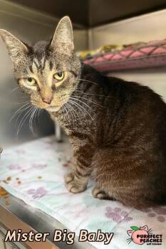 Rescue Domestic Short Hair Cats for Adoption in Douglasville, Georgia - Mister Big Baby | PetCurious