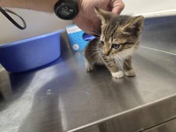 Rescue Domestic Short Hair Cats for Adoption in Houston, Texas - A645202 | PetCurious