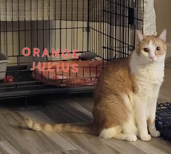 Rescue Domestic Short Hair Cats for Adoption in Villa Park, California - Julius | PetCurious