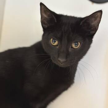 Ombra -  Domestic Short Hair Cat for Adoption in Matteson, Illinois - Ombra | PetCurious