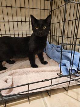 Rescue Domestic Medium Hair Cats for Adoption in Brigham City, Utah - Fuji | PetCurious