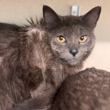 Domestic Short Hair Cats Available for Adoption in Wheeling, Illinois - Batman | PetCurious