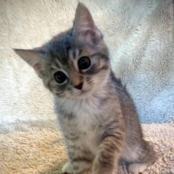 Romy -  Domestic Short Hair Cat for Adoption in Medford, Oregon - Romy | PetCurious