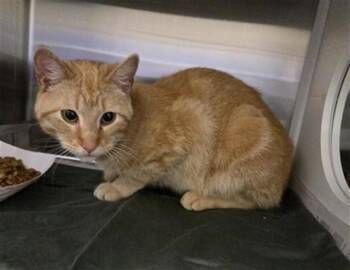 COLIN -  Domestic Short Hair Cat Available for Adoption in St. Louis, Missouri - COLIN | PetCurious