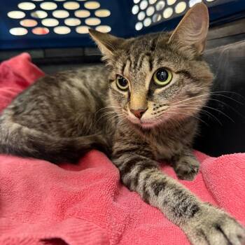Sophia -  Domestic Medium Hair Cat for Adoption in Birmingham, Alabama - Sophia | PetCurious