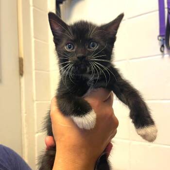 Bugsy -  Domestic Short Hair Cat for Adoption in Albert Lea, Minnesota - Bugsy | PetCurious