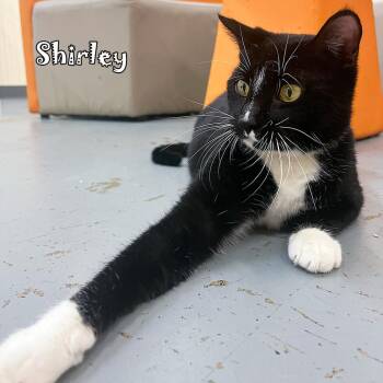 Shirley @PAWZ pet cafe -  Domestic Short Hair Cat for Adoption in Carmel, Indiana - Shirley @PAWZ Pet Cafe | PetCurious