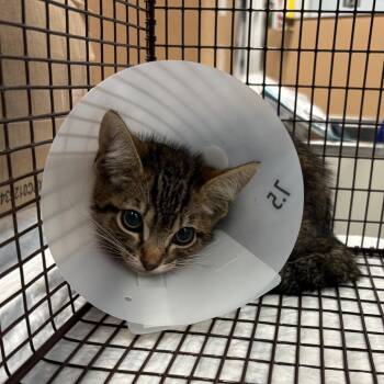 IVHS-Stray-143255 -  Domestic Short Hair Cat for Adoption in San Gabriel, California - IVHS-Stray-143255 | PetCurious