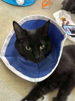Domestic Short Hair Cats Available for Adoption in Alexandria, Virginia - Dodge | PetCurious
