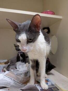 Ophelia [FIV+] -  Domestic Short Hair Cat for Adoption in Chamblee, Georgia - Ophelia [FIV+] | PetCurious
