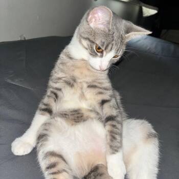 Domestic Short Hair Cats Available for Adoption - Nella | PetCurious