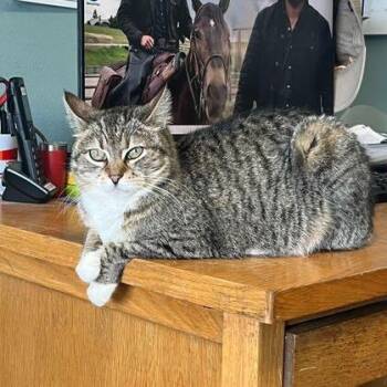 Domestic Short Hair Cats Available for Adoption in Driggs, Idaho - Amethyst | PetCurious