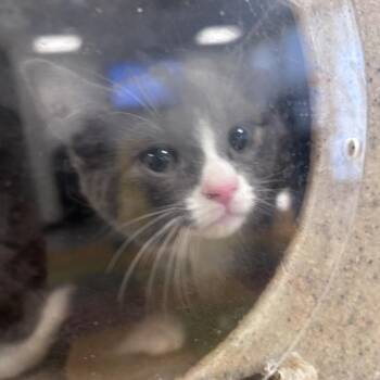 Ferlina -  Domestic Short Hair Cat for Adoption in Philadelphia, Pennsylvania - Ferlina | PetCurious