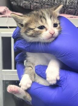 TC brntab/w fe -  Domestic Short Hair Cat for Adoption in Greencastle, Indiana - TC Brntab/w Fe | PetCurious