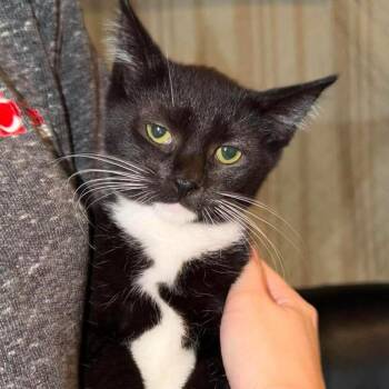 Miley -  American Shorthair Cat for Adoption in Mount Vernon, Arkansas - Miley | PetCurious