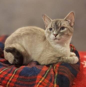 Rescue Snowshoe Cats for Adoption in Indiana, Pennsylvania - Regis | PetCurious