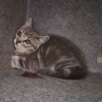 Gretel -  American Shorthair Cat for Adoption in Salt Lake City, Utah - Gretel | PetCurious