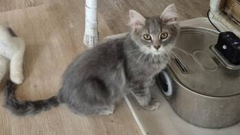 Whitney -  Domestic Medium Hair Cat for Adoption in South Bend, Indiana - Whitney | PetCurious