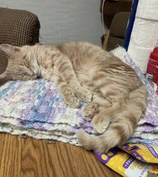 Peanut -  Domestic Short Hair Cat for Adoption in Wheaton, Illinois - Peanut | PetCurious
