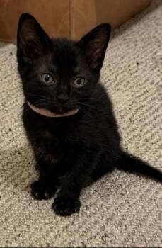 Astoria -  Domestic Short Hair Cat for Adoption in Liverpool, Texas - Astoria | PetCurious