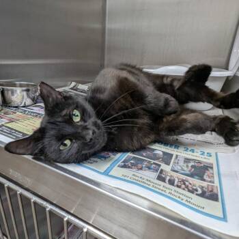 MOON  RESCUED! -  Domestic Short Hair Cat for Adoption in Nashville, North Carolina - MOON  RESCUED! | PetCurious