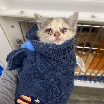 71093 -  Domestic Short Hair Cat Available for Adoption in Harrisonburg, Virginia - 71093 | PetCurious