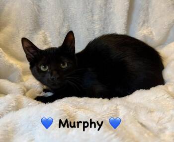 Murphy -  Domestic Short Hair Cat for Adoption in Copley, Ohio - Murphy | PetCurious