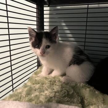 Fuji -  Domestic Short Hair Cat for Adoption in Ferndale, Michigan - Fuji | PetCurious
