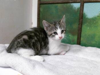 VANCE -  Domestic Short Hair Cat for Adoption in Houston, Texas - VANCE | PetCurious
