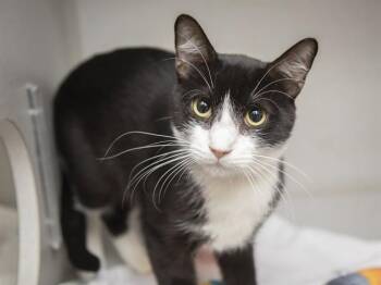 CHEESECAKE -  Domestic Short Hair Cat for Adoption in Phoenix, Arizona - CHEESECAKE | PetCurious