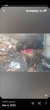 Rescue Calico Cats for Adoption in Lake Ariel, Pennsylvania - Sterling Marina PA Cat Colony | PetCurious