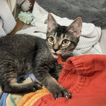 Winston Woodcrest -  Domestic Short Hair Cat for Adoption in Philadelphia, Pennsylvania - Winston Woodcrest | PetCurious