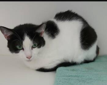 American Shorthair Cats Available for Adoption in Greenfield, Indiana - Lizzy | PetCurious