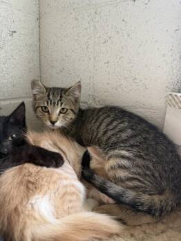 Sammy (tabby) -  Domestic Short Hair Cat for Adoption in Ontario, California - Sammy (tabby) | PetCurious