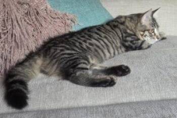 Lima and Trujillo -  Domestic Medium Hair Cat for Adoption in Anchorage, Alaska - Lima And Trujillo | PetCurious