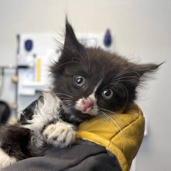 *Grooble* -  Domestic Medium Hair Cat for Adoption in Salt Lake City, Utah - *Grooble* | PetCurious