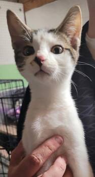 Rescue Domestic Short Hair Cats for Adoption in Fort Worth, Texas - Jonny | PetCurious