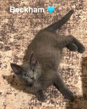 Beckham -  Russian Blue Cat for Adoption in Beckley, West Virginia - Beckham | PetCurious