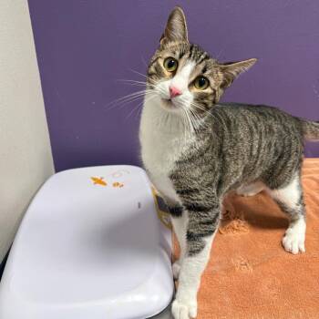 Kasen -  Domestic Medium Hair Cat for Adoption in Englewood, Florida - Kasen | PetCurious