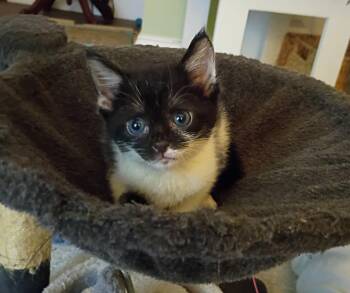 Rescue Domestic Short Hair Cats for Adoption in Myrtle Beach, South Carolina - Tee | PetCurious
