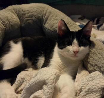Rescue Domestic Short Hair Cats for Adoption in Mokena, Illinois - Otto | PetCurious