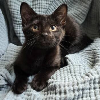 Gemelli -  Domestic Short Hair Cat for Adoption in Charlotte, North Carolina - Gemelli | PetCurious