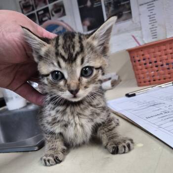 Rescue Domestic Medium Hair Cats for Adoption in Ardmore, Oklahoma - Milky Way | PetCurious