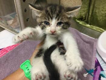 Domestic Short Hair Cats Available for Adoption in Riverside, California - FLAME | PetCurious