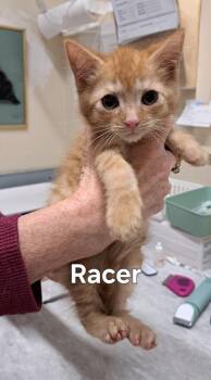 Racer -  Domestic Short Hair Cat for Adoption in Plattsburgh, New York - Racer | PetCurious